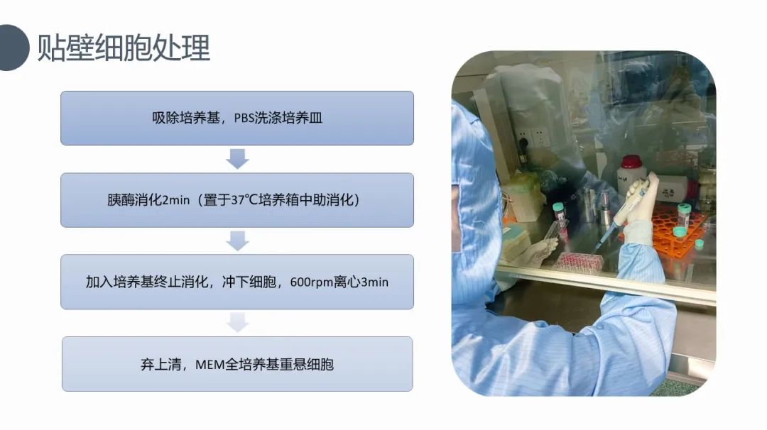 
<table>
<tr><td>吸除培养基,PBS洗涤培养皿</td>
<td colspan="2">、 .</td>
</tr>
<tr><td>胰酶消化2min (置于37&deg;C培养箱中助消化)</td>
<td colspan="2">。.\'</td>
</tr>
<tr><td>加入培养基终止消化,冲下细胞,600rpm离心3min</td>
<td>&rdquo; 雨</td>
<td></td>
</tr>
<tr><td>弃上清,MEM全培养基重悬细胞</td>
<td colspan="2">,..</td>
</tr>
</table>
